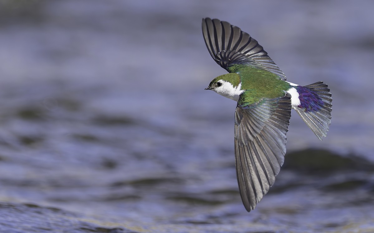 Violet-green Swallow - ML432555141