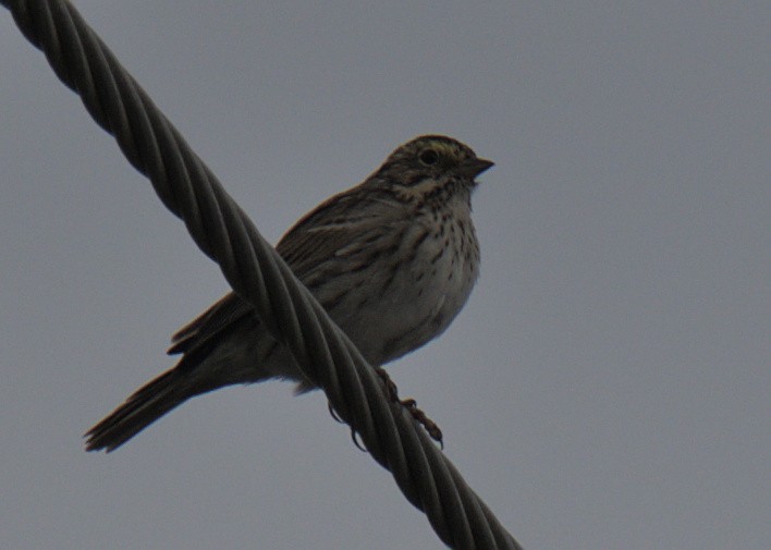 Savannah Sparrow - ML432555761