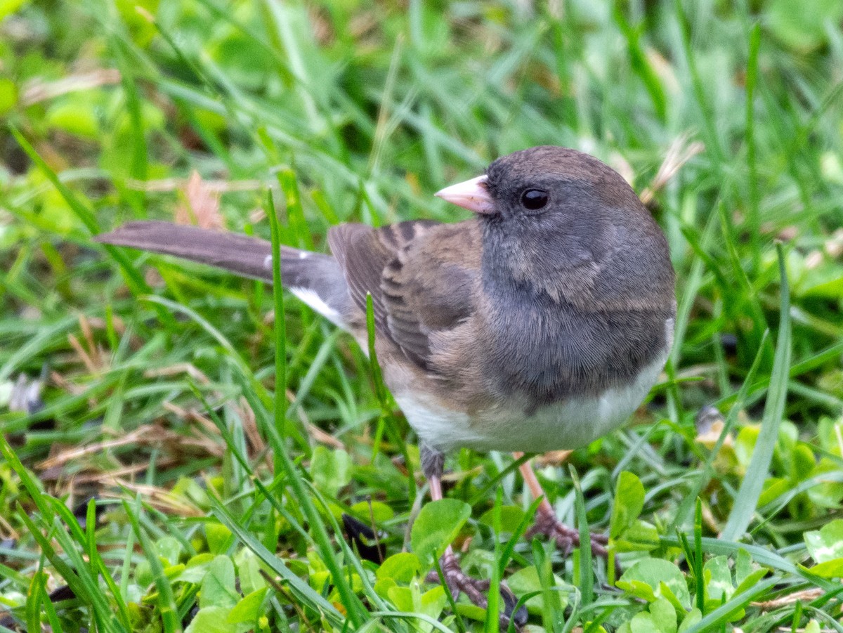 Dark-eyed Junco - ML432562031