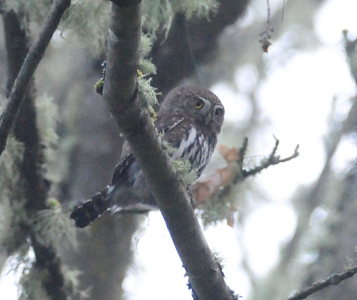 Northern Pygmy-Owl (Pacific) - Steven Mlodinow