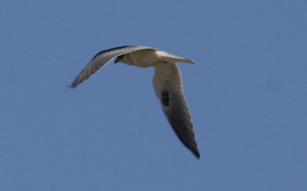 White-tailed Kite - Geoff Hill