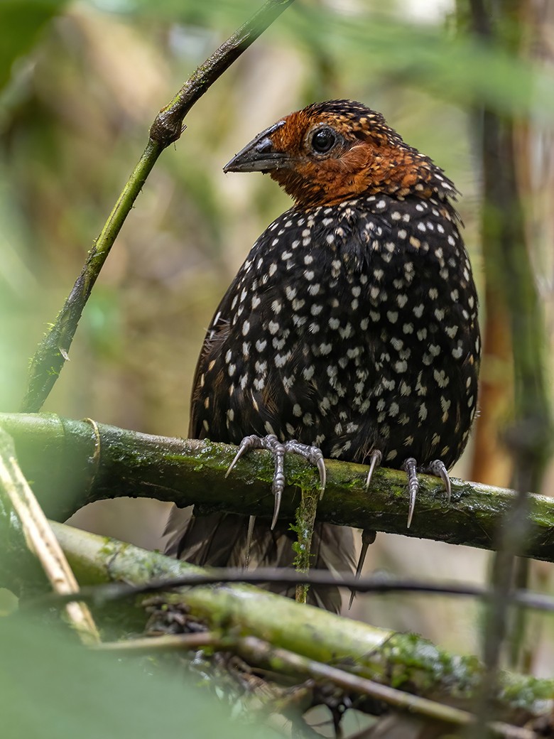Ocellated Tapaculo - ML432563821