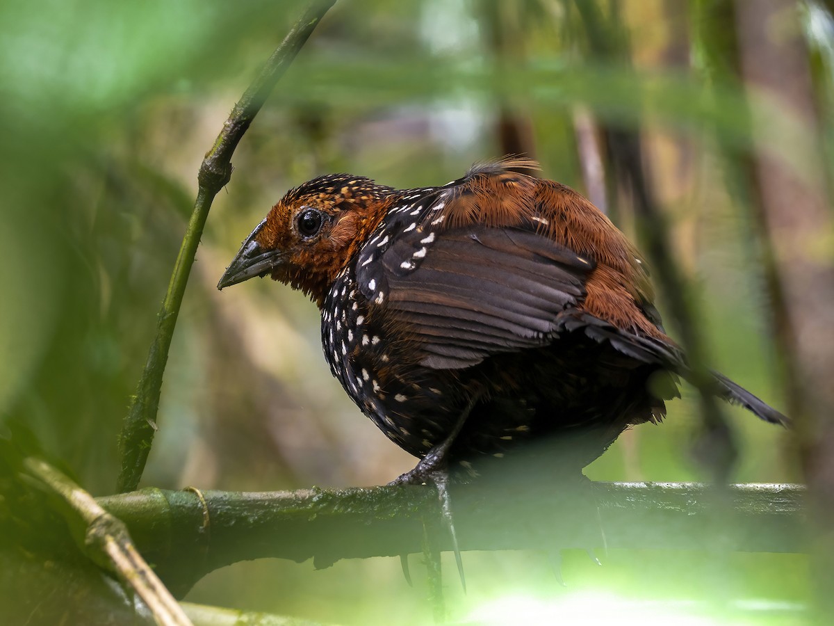 Ocellated Tapaculo - ML432563841