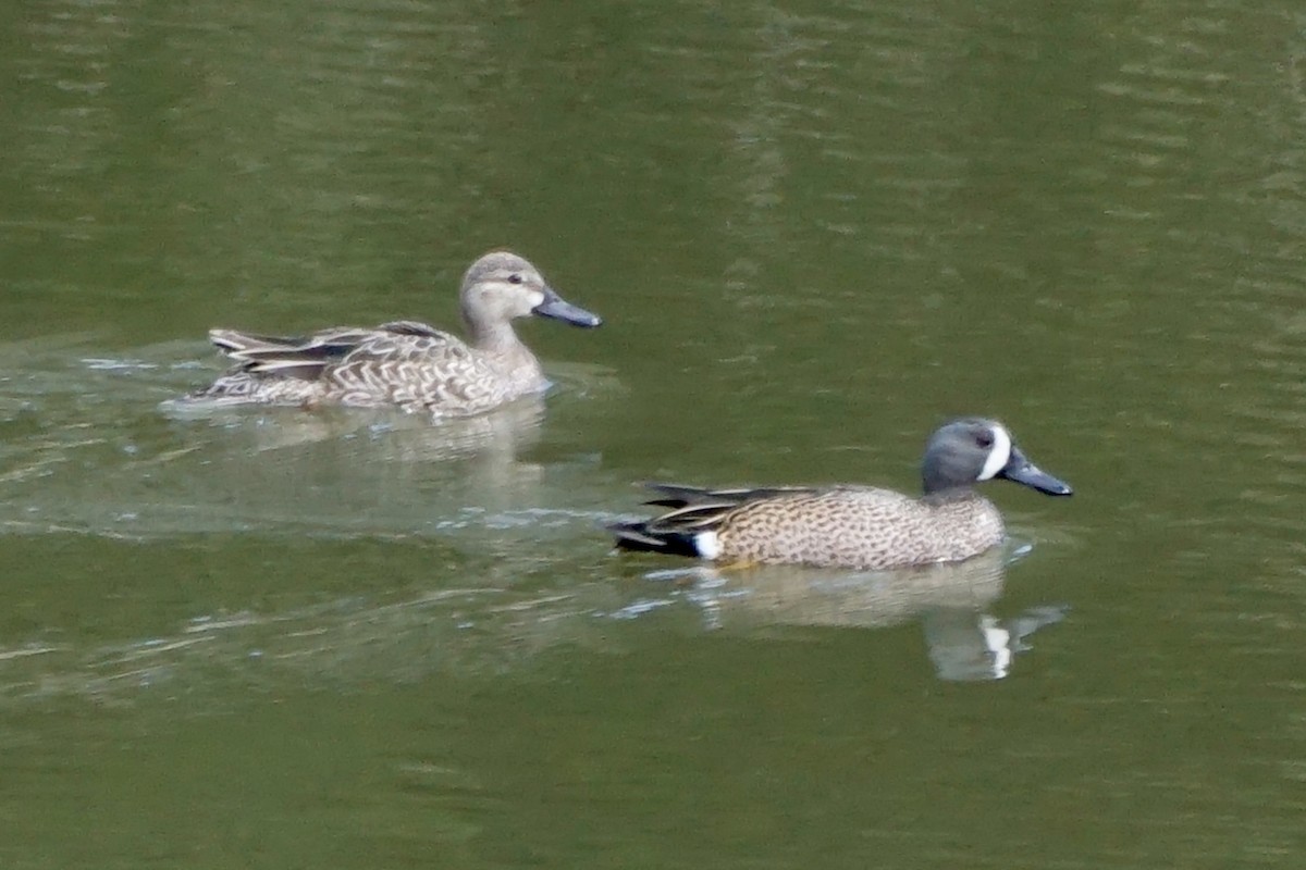 Blue-winged Teal - ML432564751