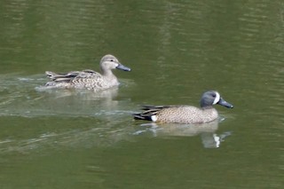 Blue-winged Teal, ML432564751