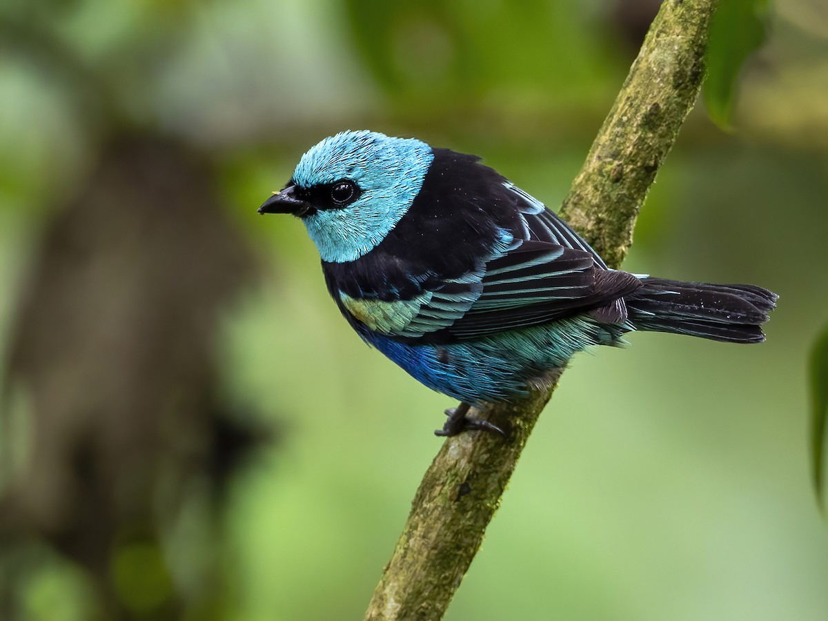 Blue-necked Tanager - ML432565881