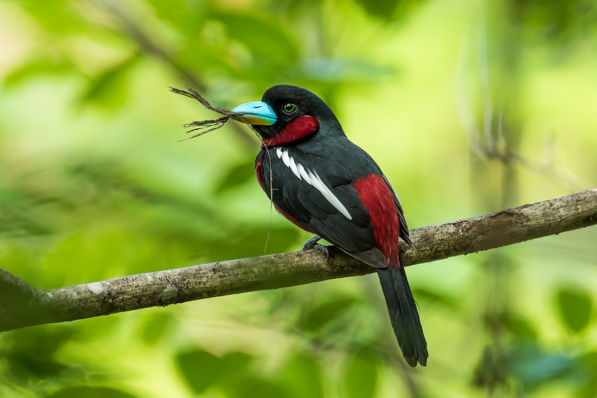 Black-and-red Broadbill (Black-and-red) - ML432566441