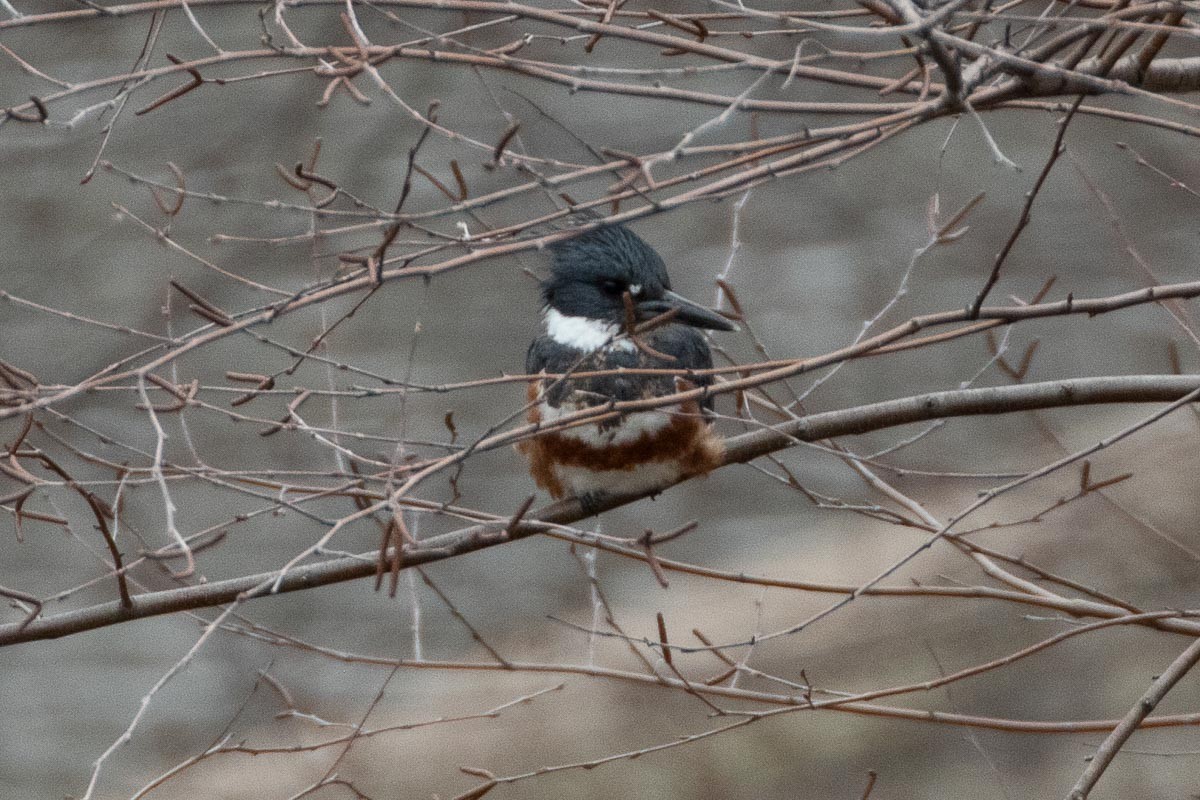 Belted Kingfisher - ML432572611