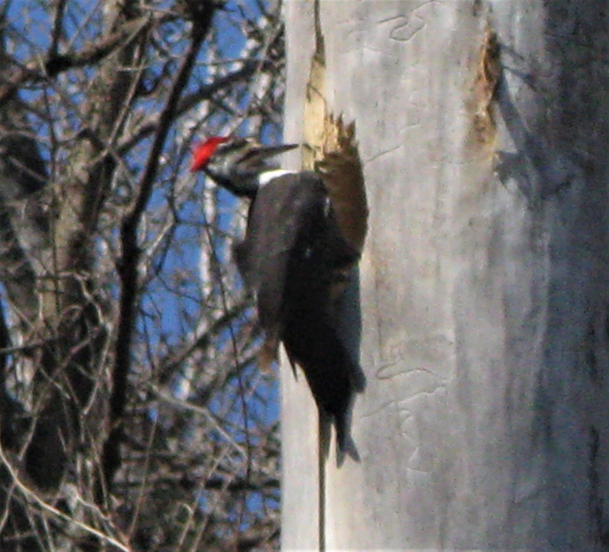 Pileated Woodpecker - Mark Fitzsimmons