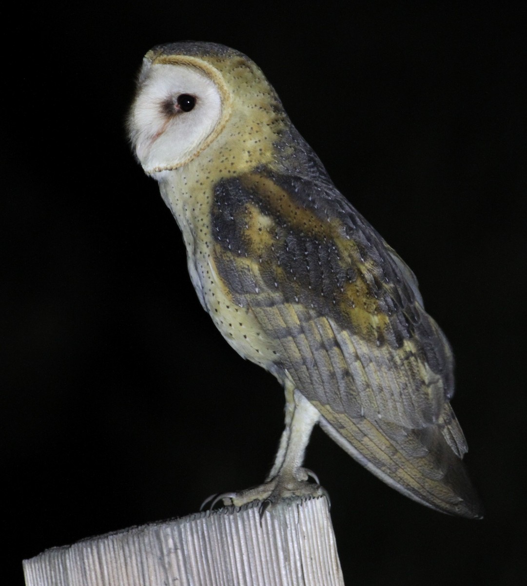 Barn Owl - Don Coons