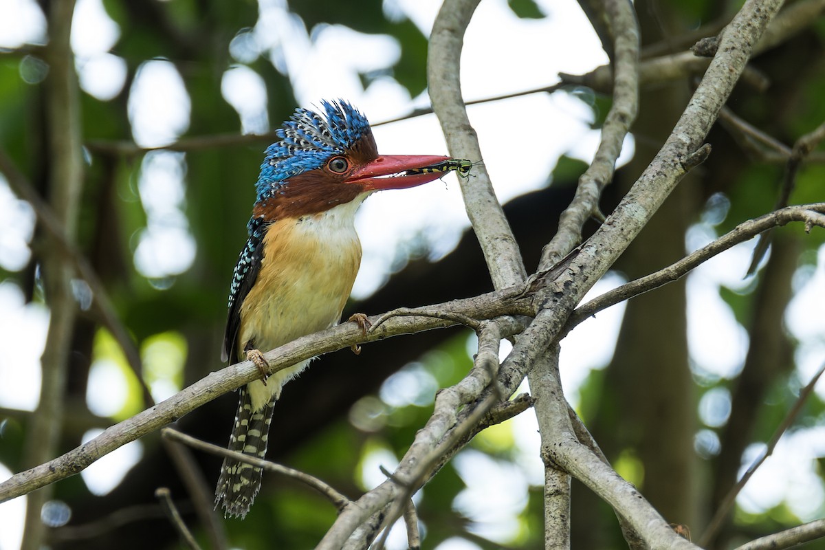 Banded Kingfisher (Banded) - ML432588641