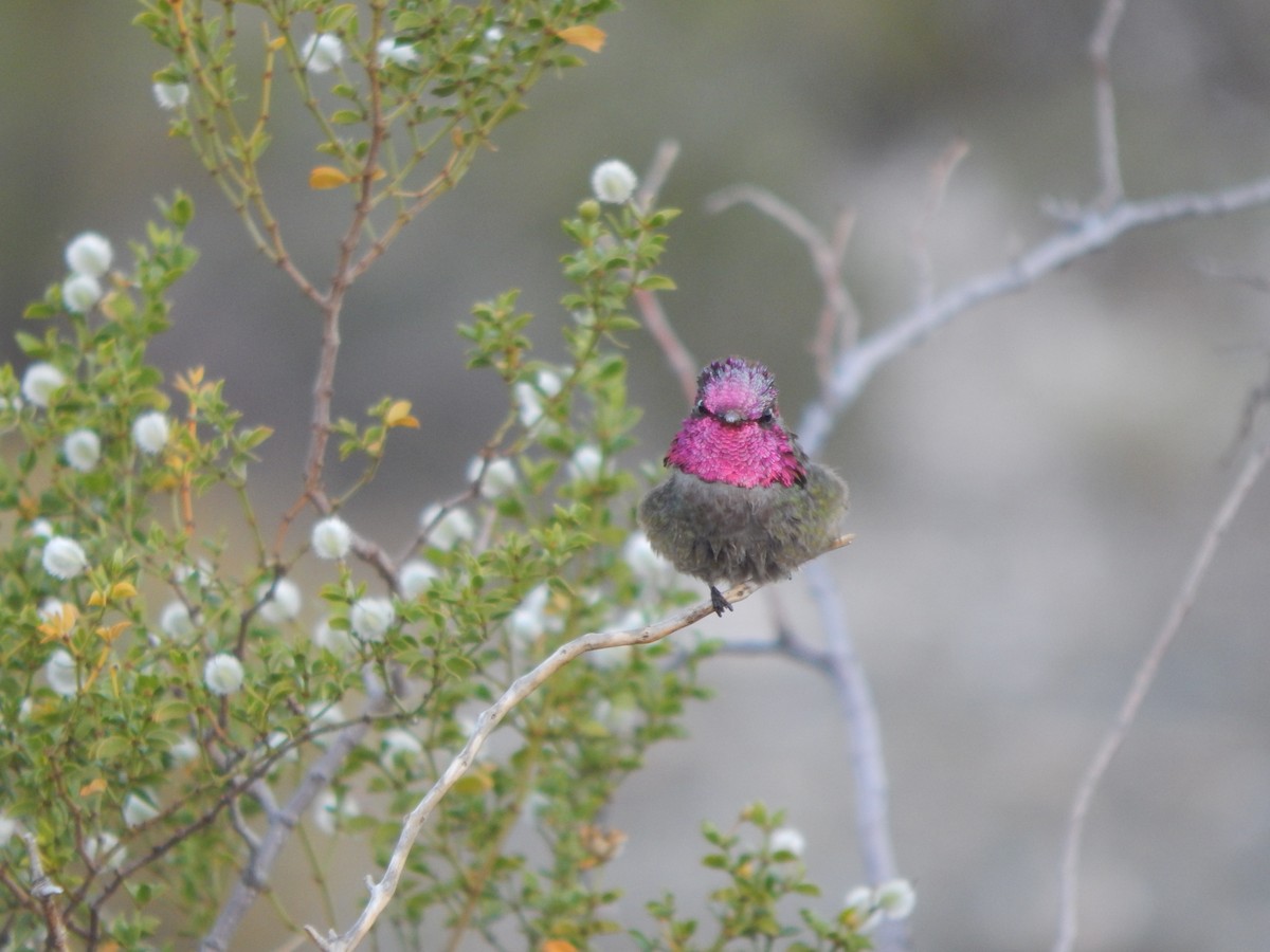 Anna's Hummingbird - Paul Brant