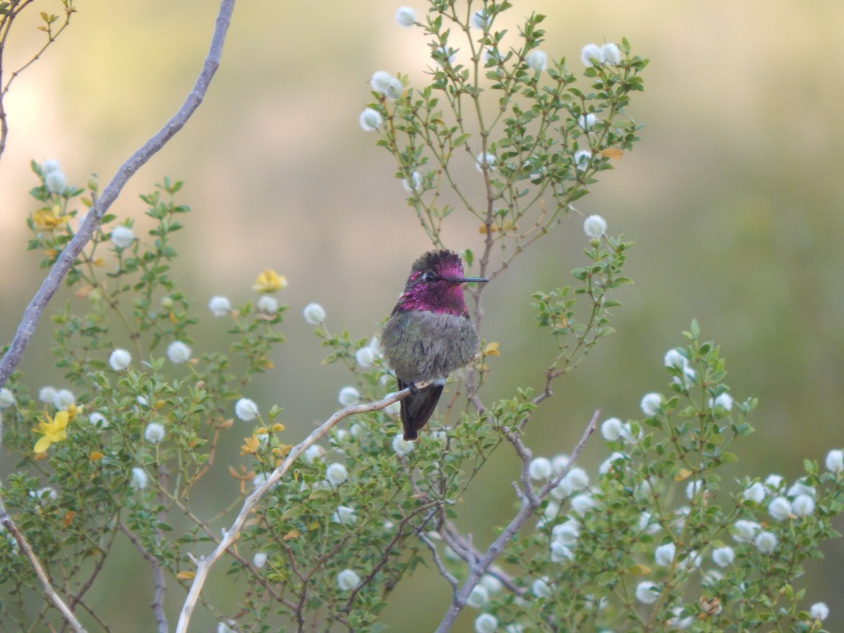 Anna's Hummingbird - ML432601051
