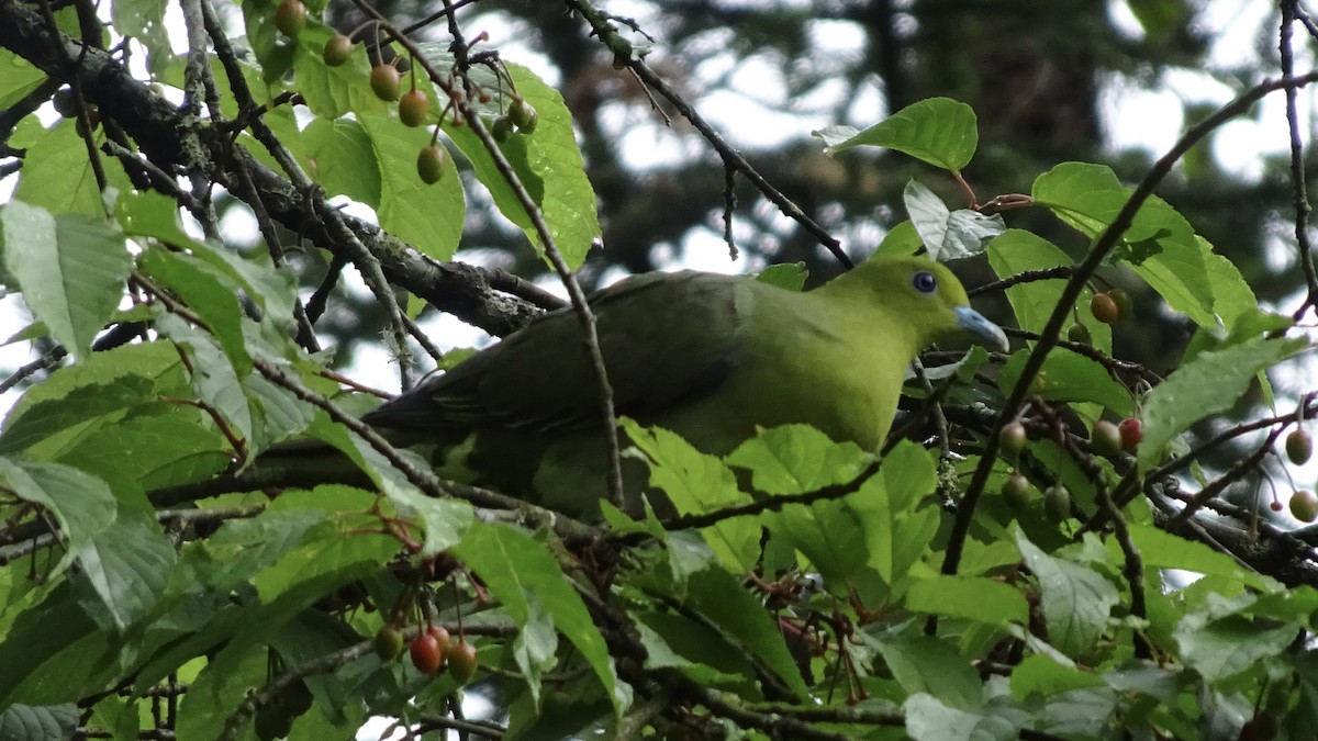 White-bellied Green-Pigeon - ML432602051