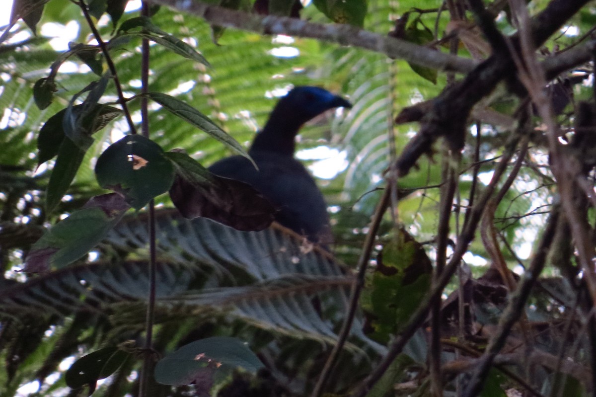 Sickle-winged Guan - ML43260221