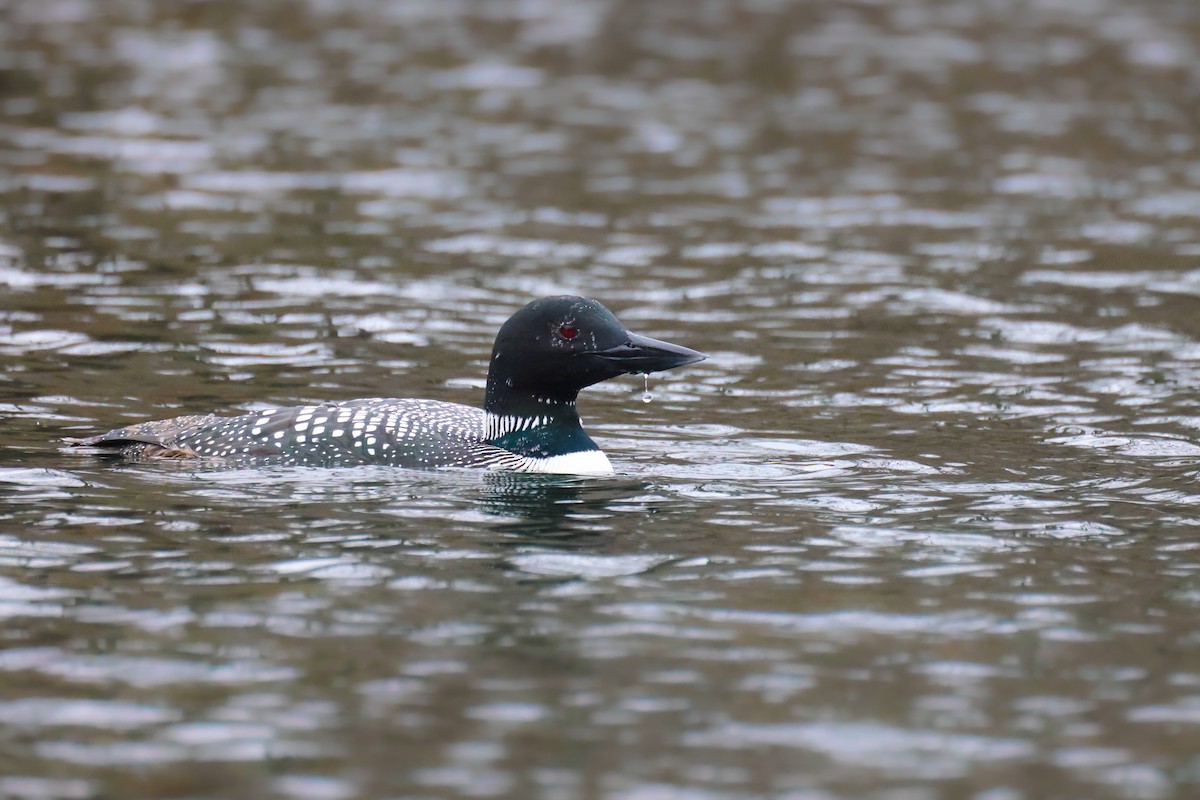 Common Loon - Andy Wilson