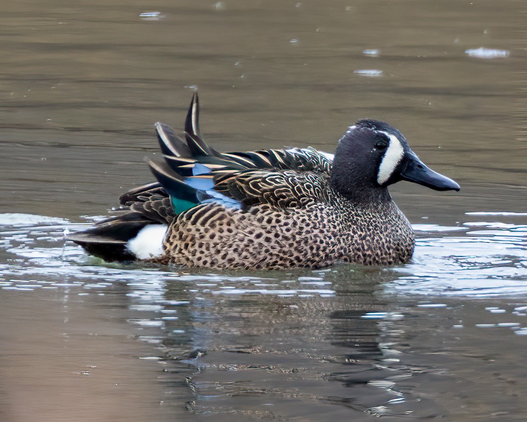 Blue-winged Teal - ML432605381