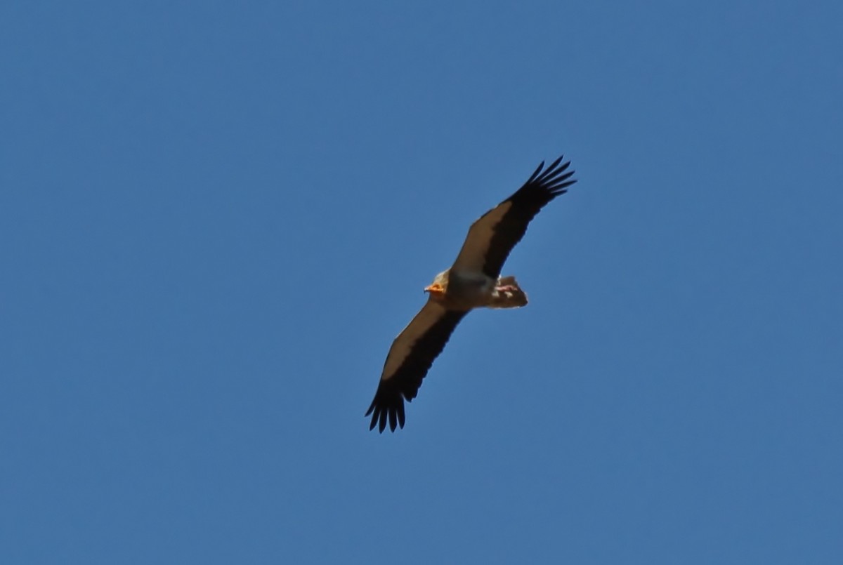 Egyptian Vulture - ML432605571