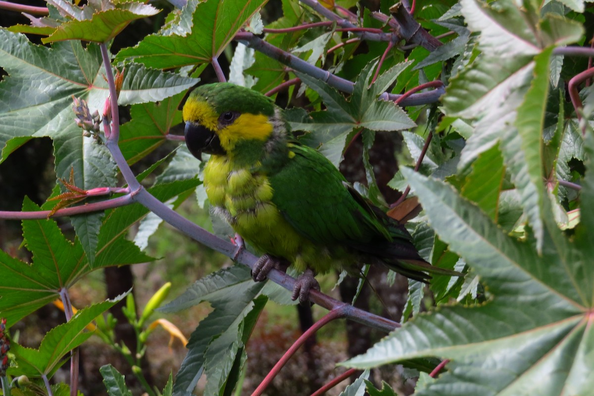Yellow-eared Parrot - ML43260681