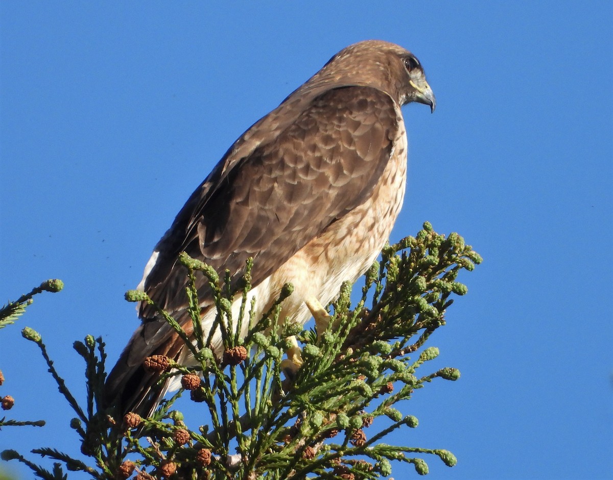 Red-tailed Hawk - Jon Tveten