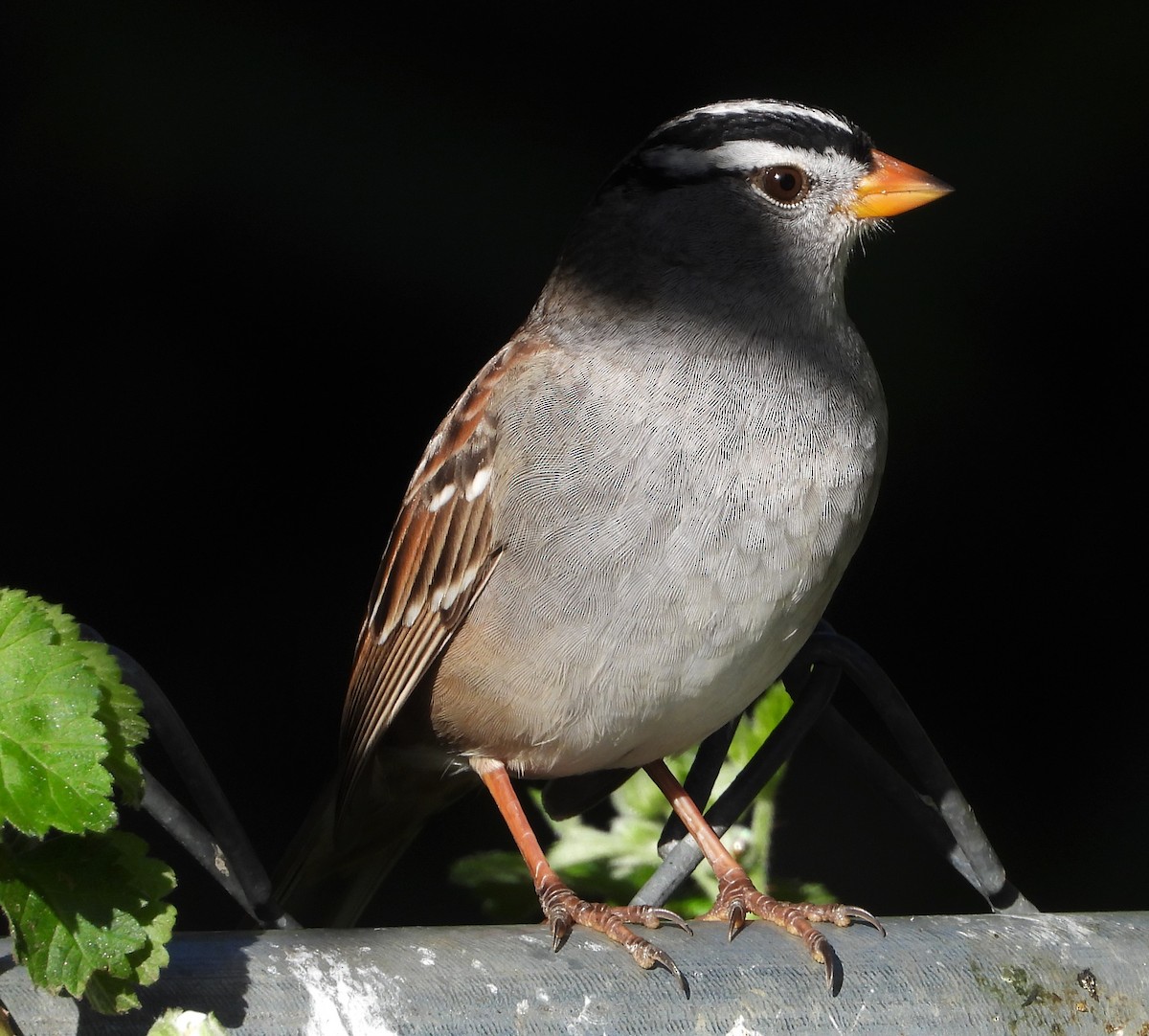 White-crowned Sparrow - ML432608931