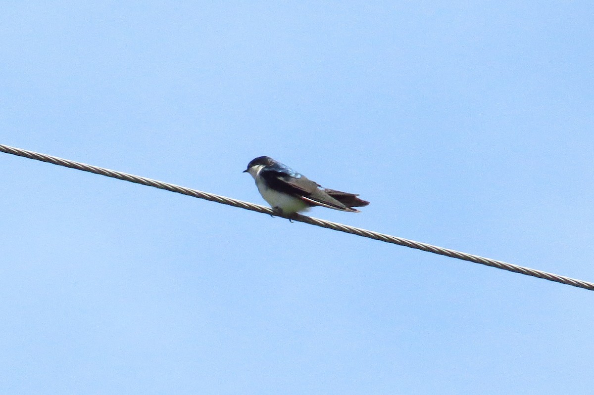Blue-and-white Swallow (cyanoleuca) - ML43260981