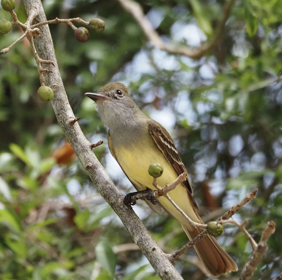 Great Crested Flycatcher - ML432610061