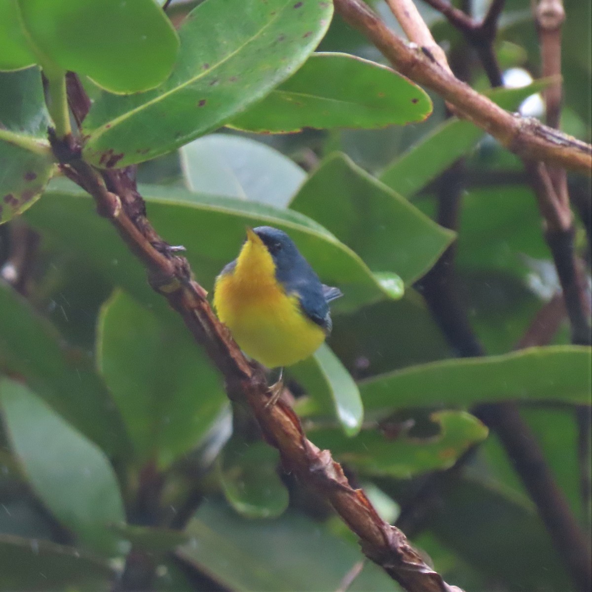 Tropical Parula (Middle American) - ML432610201