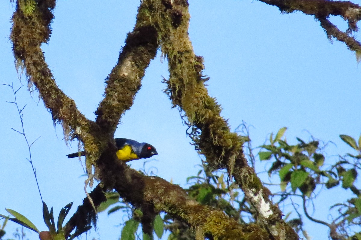 Hooded Mountain Tanager - ML43261151