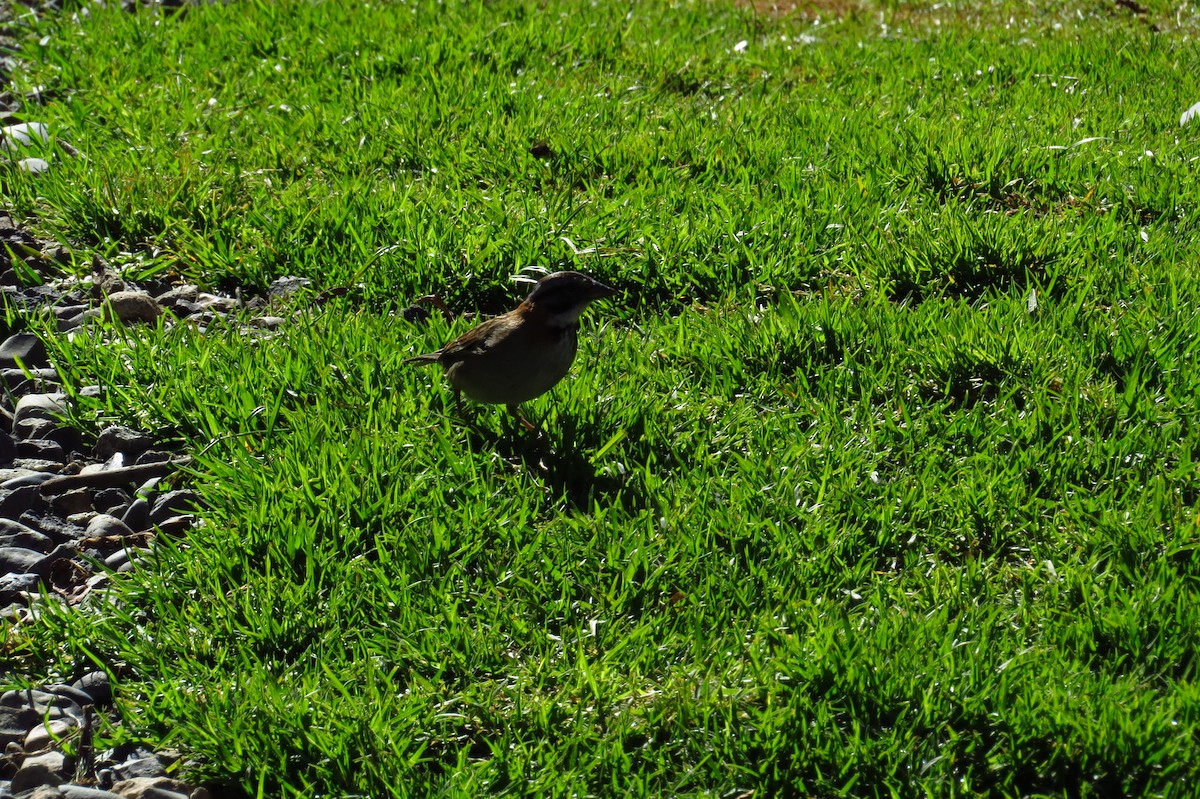 Rufous-collared Sparrow - ML43261371