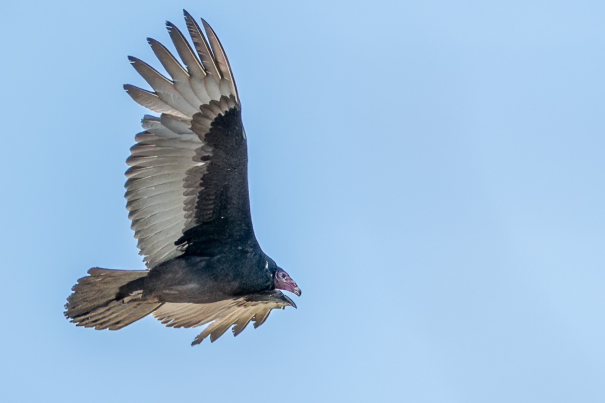 Turkey Vulture - ML432613811