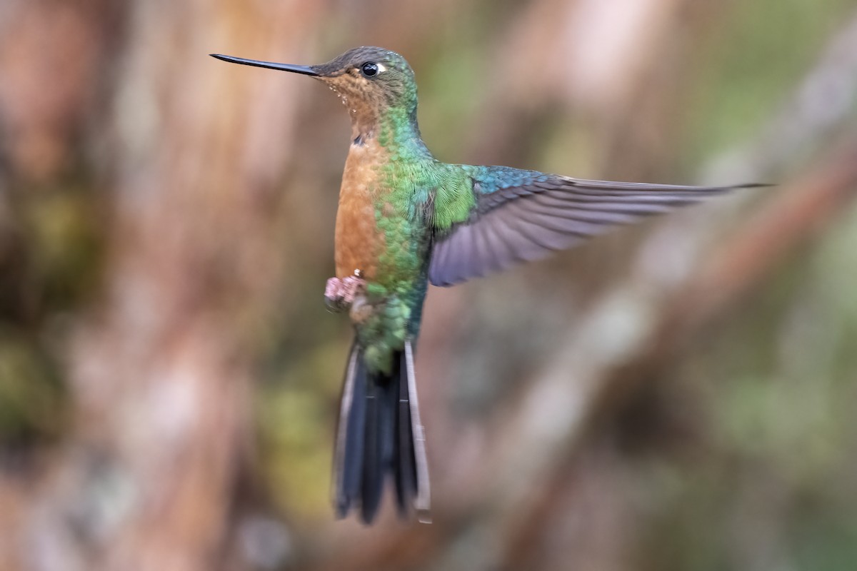 kolibřík modrokřídlý - ML432616031