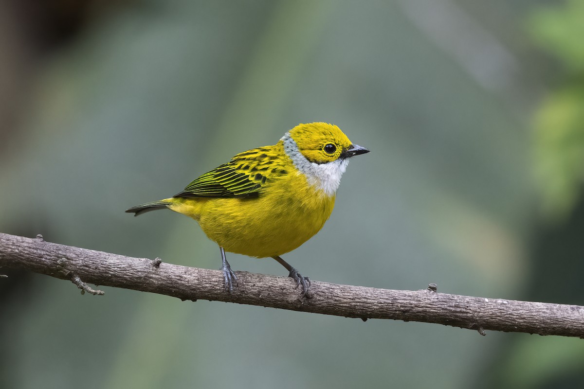 Silver-throated Tanager - ML432616431