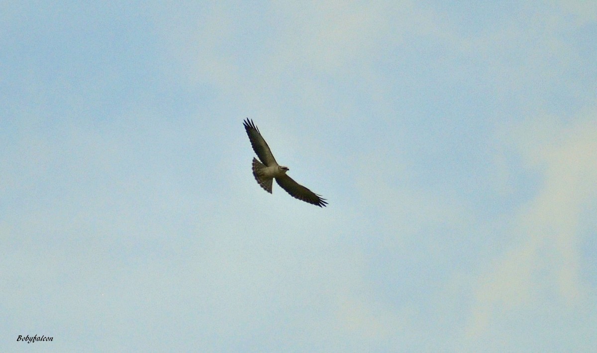 Short-tailed Hawk - Roberto Amaya