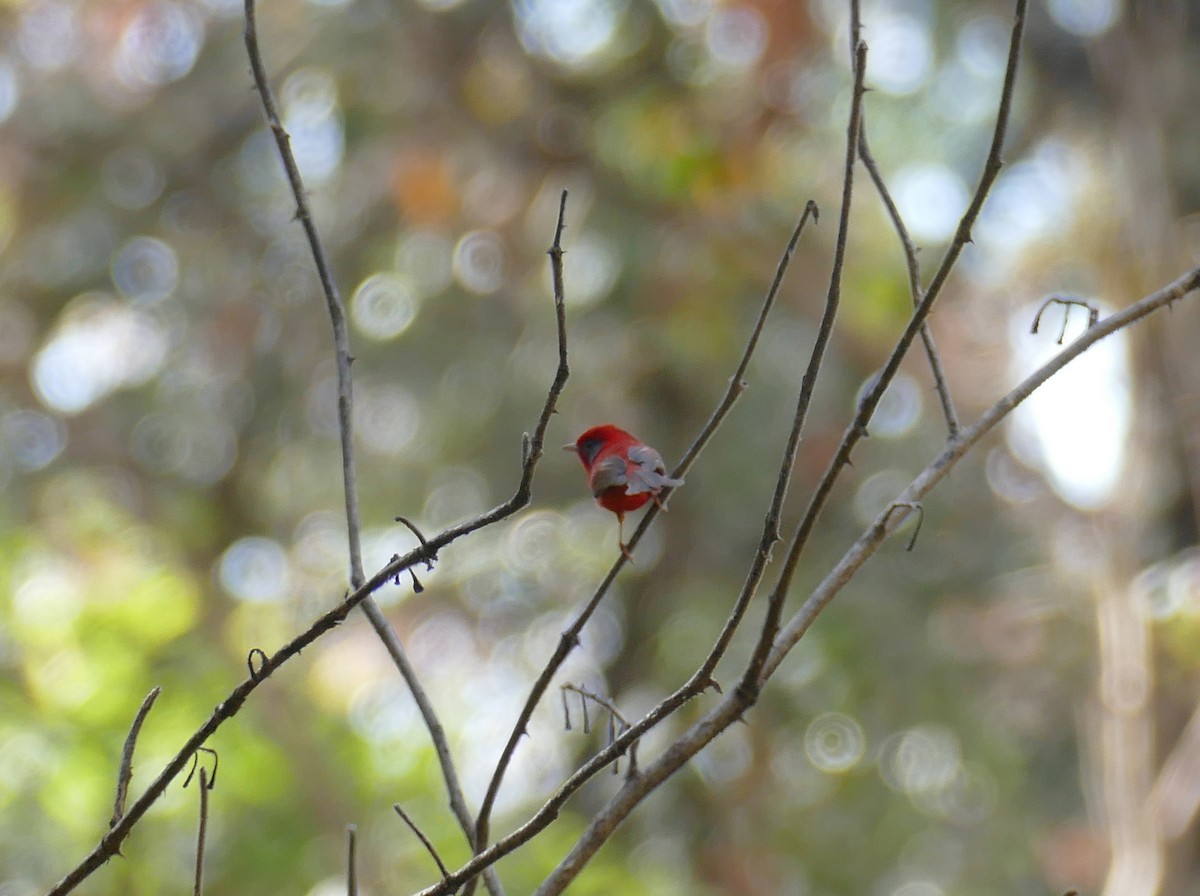 Red Warbler (Gray-cheeked) - ML432620441