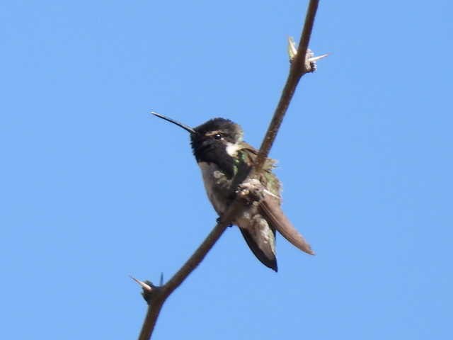 Costa's Hummingbird - Kelly Wright