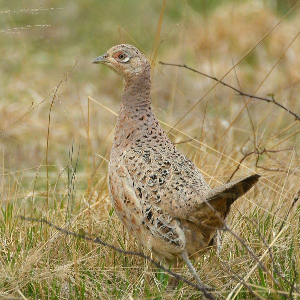 Ring-necked Pheasant - Claudio Danesi
