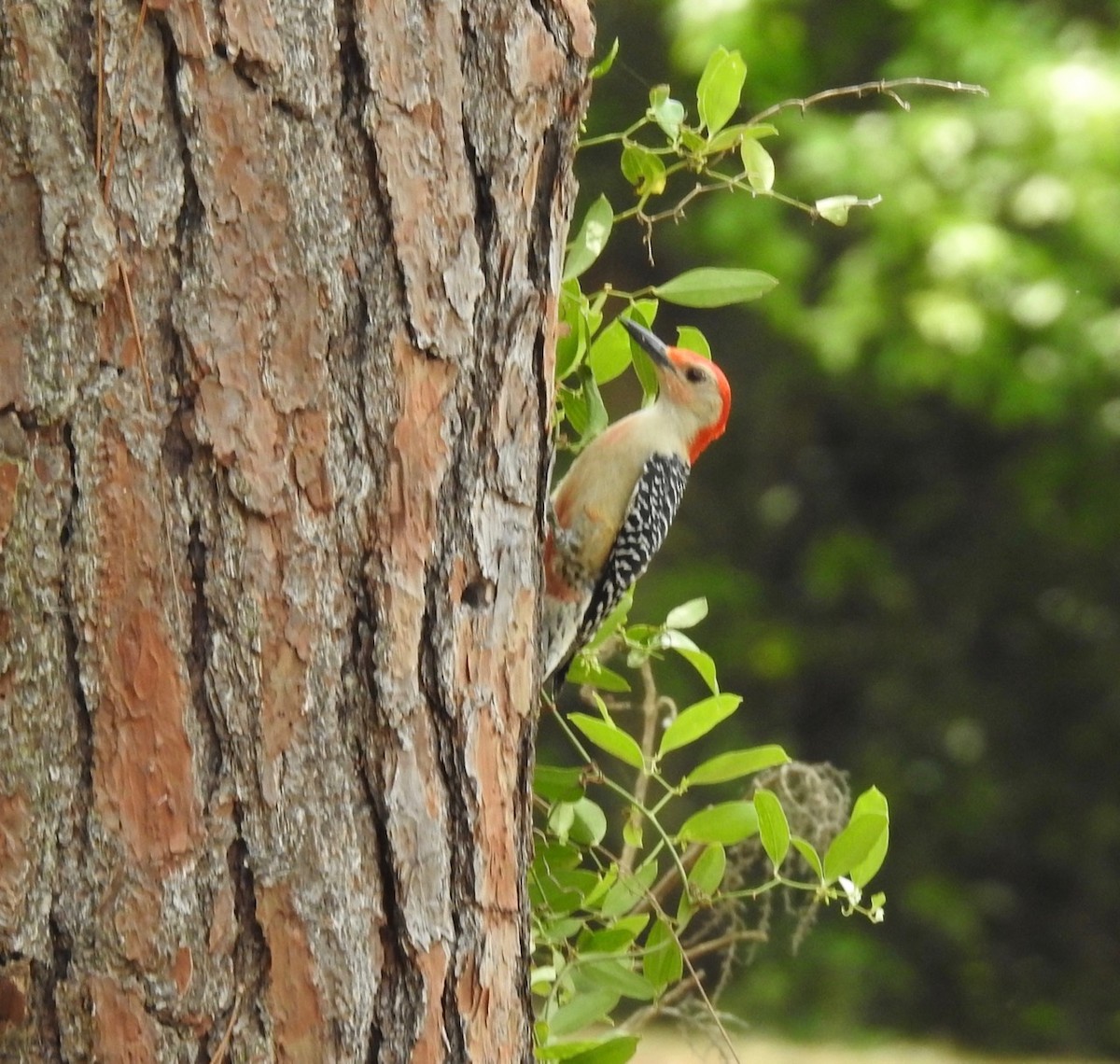 Red-bellied Woodpecker - ML432629771