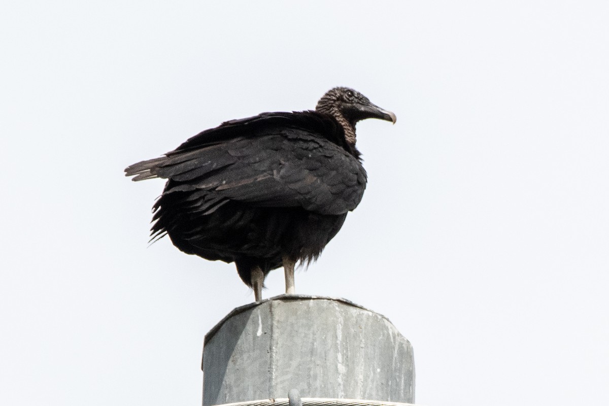 Black Vulture - ML432630441