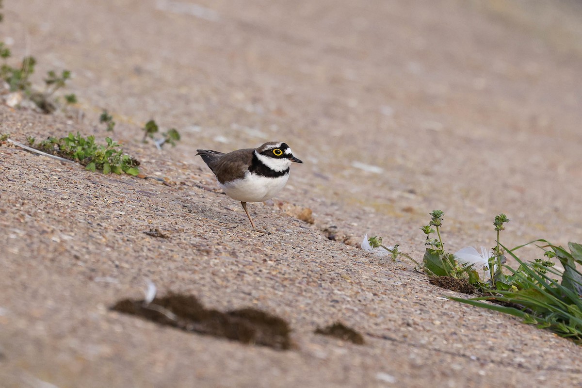 Little Ringed Plover - Ged Tranter
