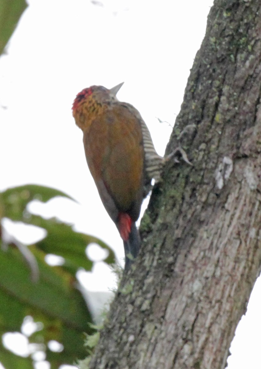 Red-rumped Woodpecker - ML43263981