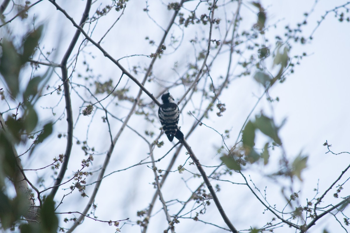 Lesser Spotted Woodpecker - Burak Akgün