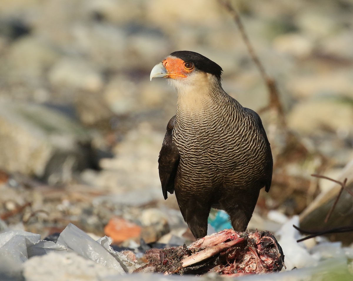 Crested Caracara (Southern) - ML432644211