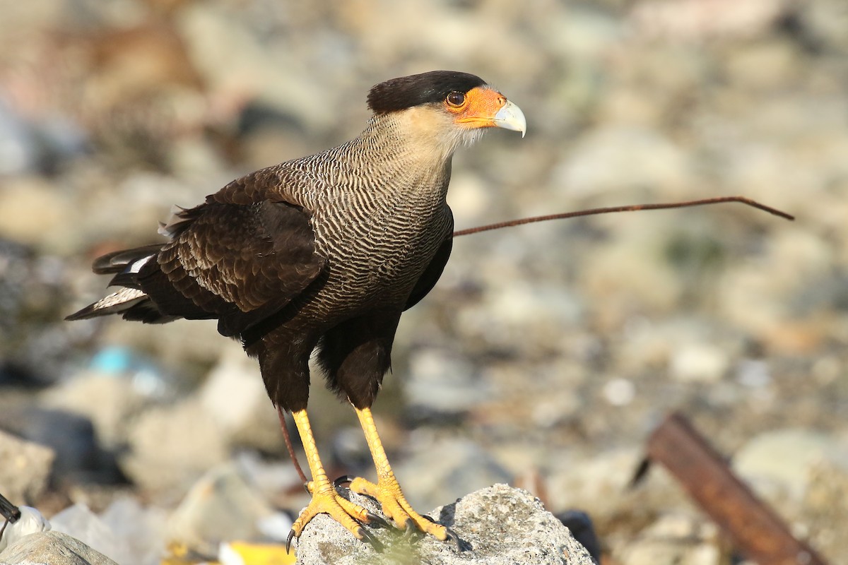 Crested Caracara (Southern) - ML432644281