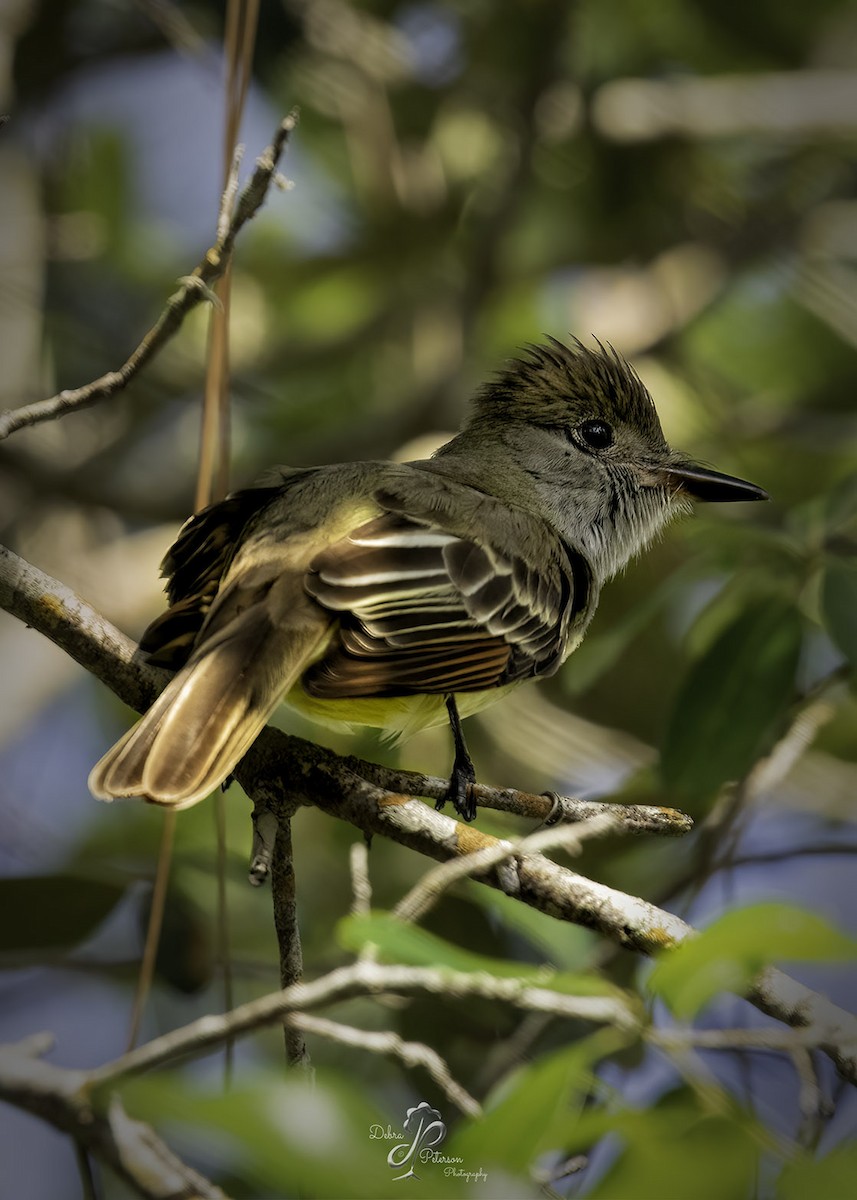 Great Crested Flycatcher - ML432648001