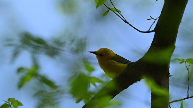 Prothonotary Warbler - ML432648491