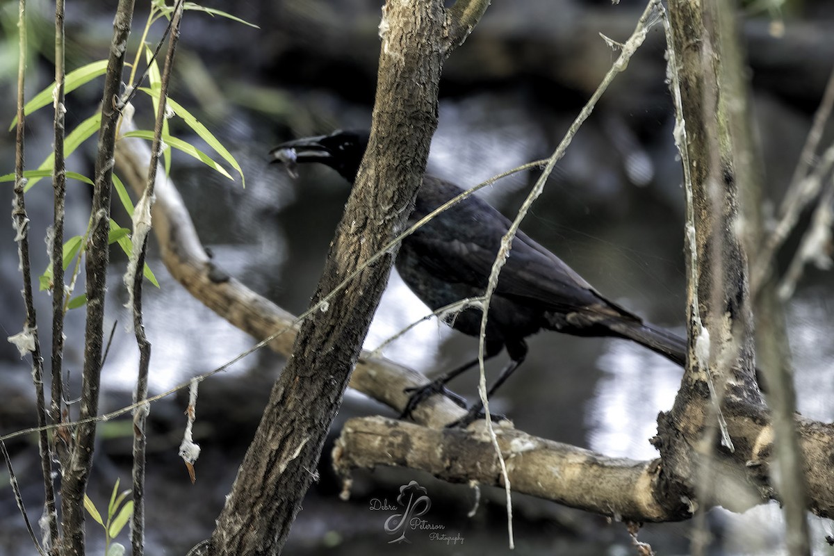 Fish Crow - Deb Peterson