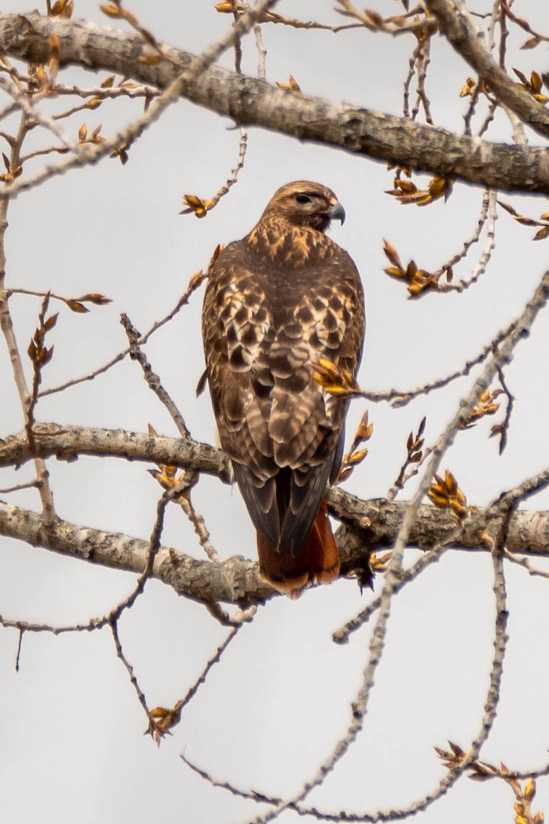 Red-tailed Hawk - ML432652421