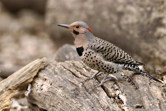 Male lateral view (subspecies <em class="SciName notranslate">luteus</em>). - Northern Flicker (Yellow-shafted) - 