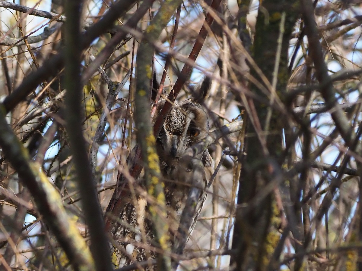 Long-eared Owl - Rafael Hermosilla Ortega